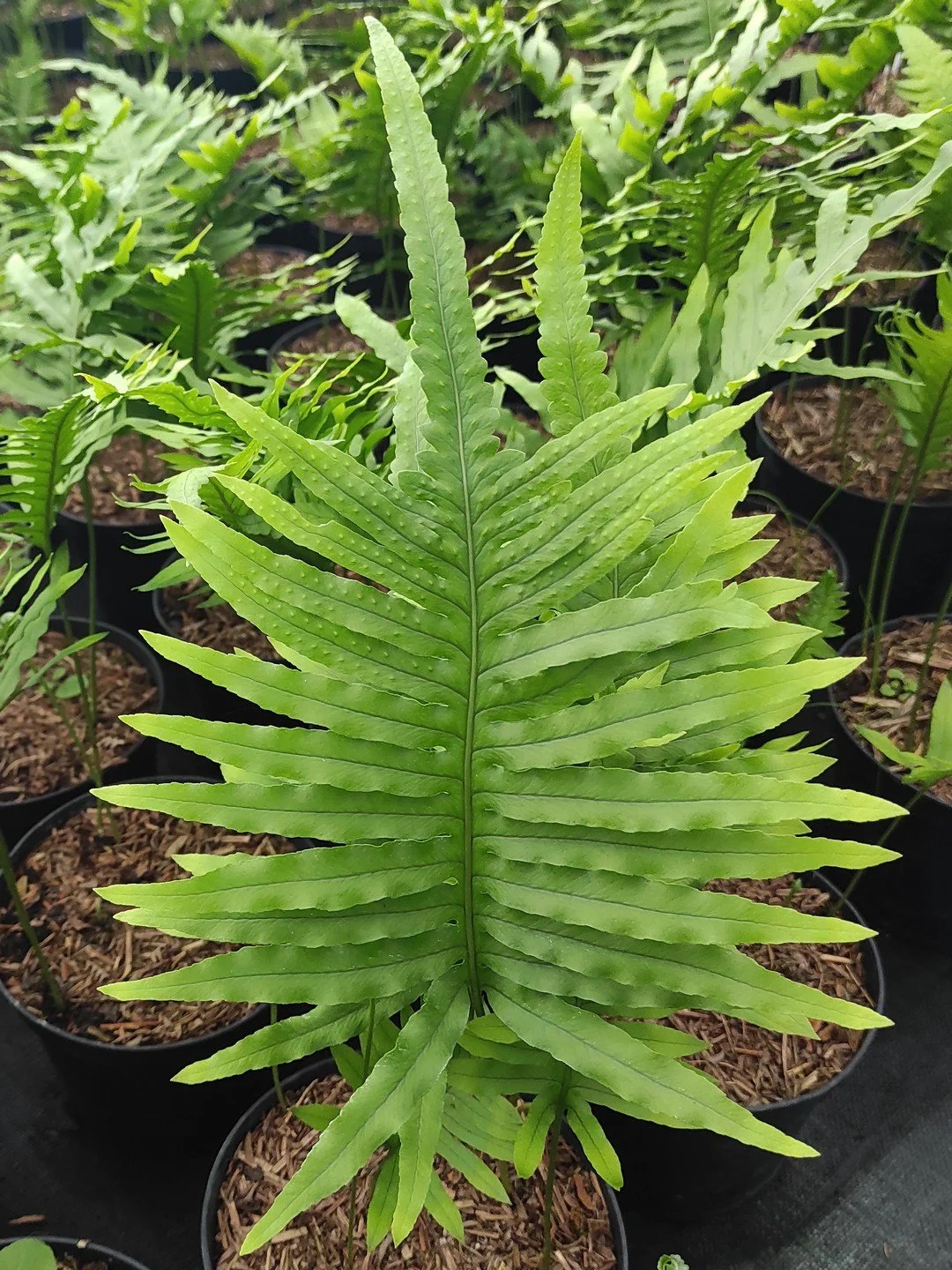 Polypodium cambricum 'Macrostachyon'-Détail-002.jpg