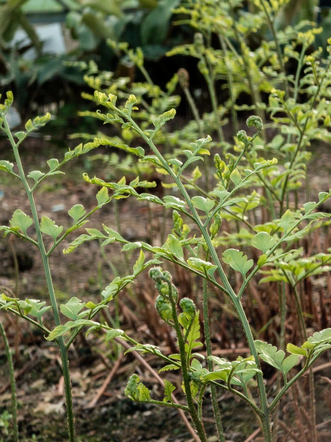 Rumohra adiantiformis (forme australienne)