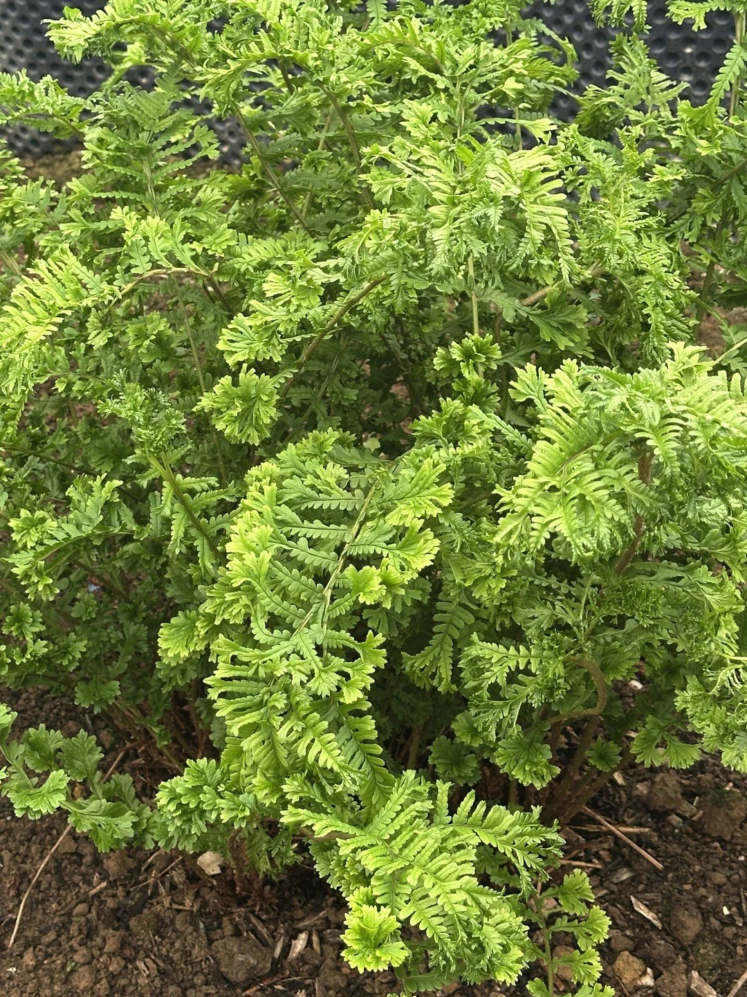 Dryopteris filix-mas 'Grandiceps'