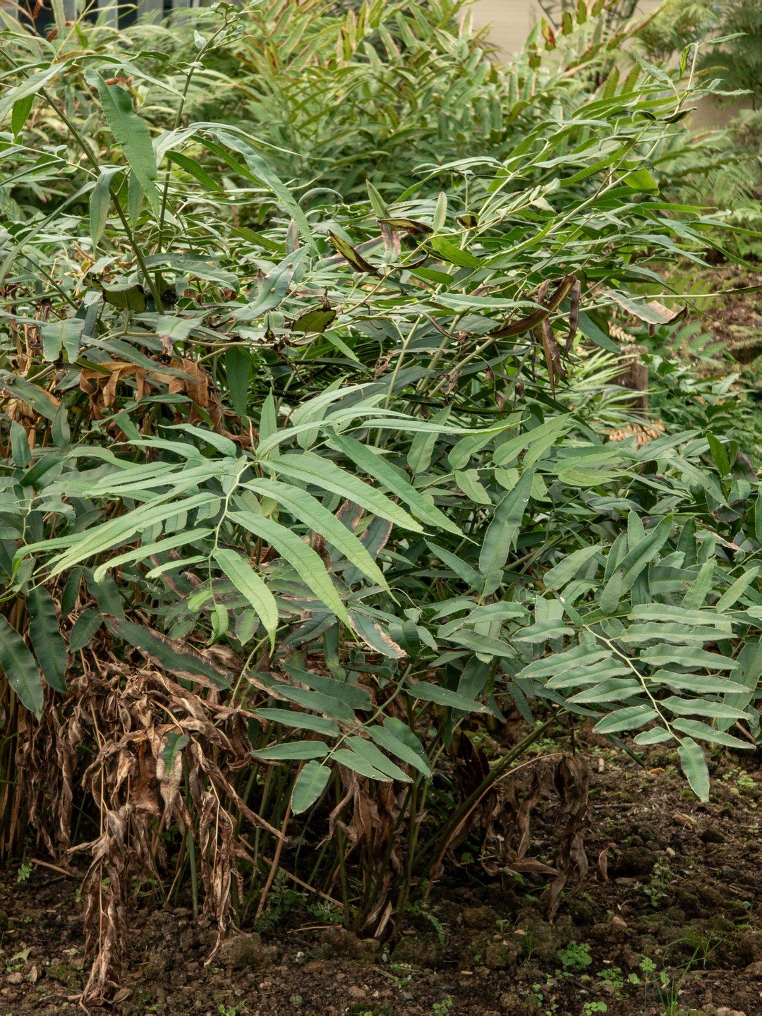 Coniogramme fraxinea