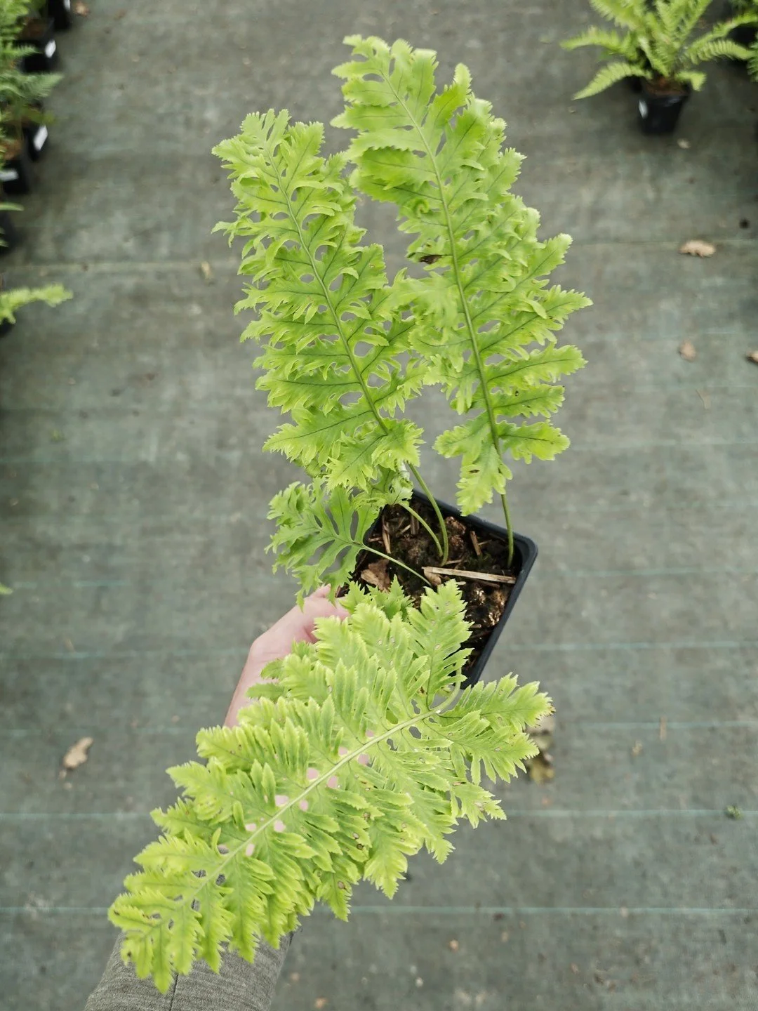 Polypodium cambricum 'Cambrian Prestonii'-Godet de 9 cm-001.jpg