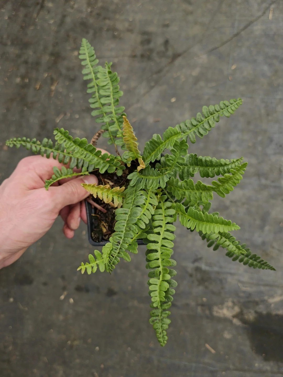 Austroblechnum penna-marina-Godet de 9 cm-001.jpg