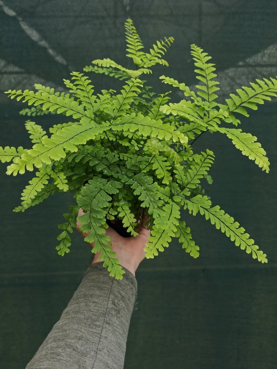 Adiantum aleuticum-Godet de 9 cm-001.jpg