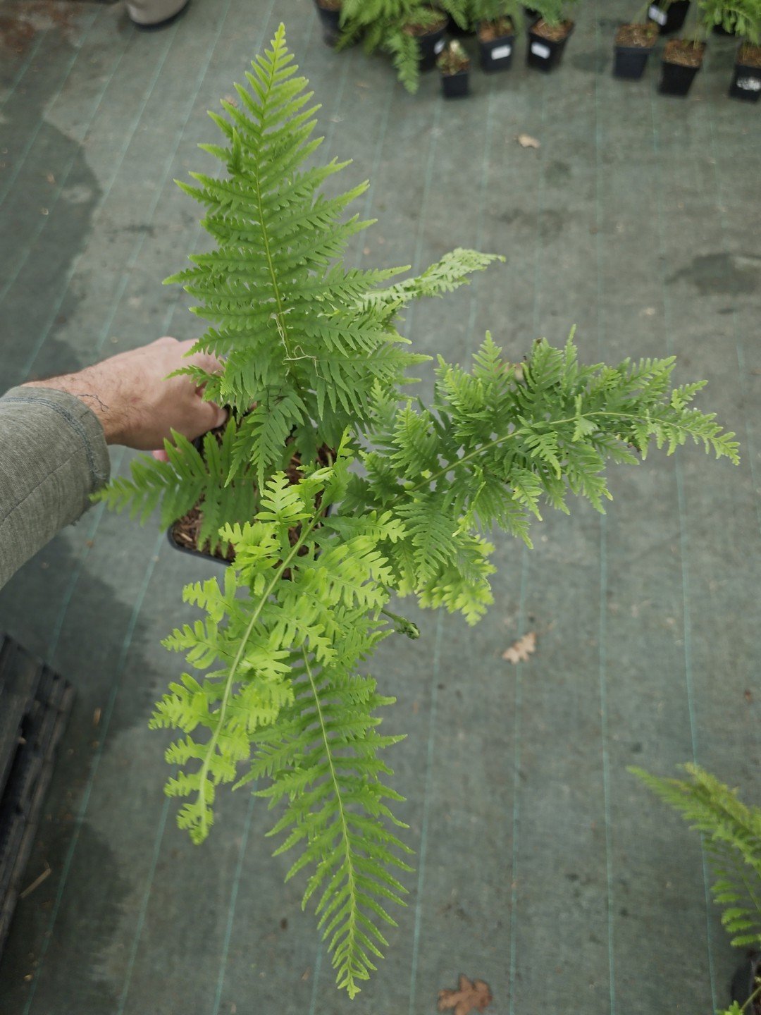 Polypodium cambricum 'Pulcherrimum Addison'-Godet de 9 cm-001.jpg