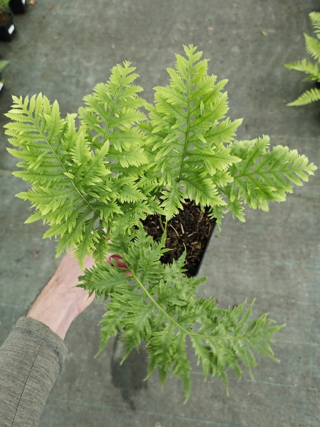 Polypodium cambricum 'Cambrian Richard Kayse'-Pot de 1 litre-001.jpg