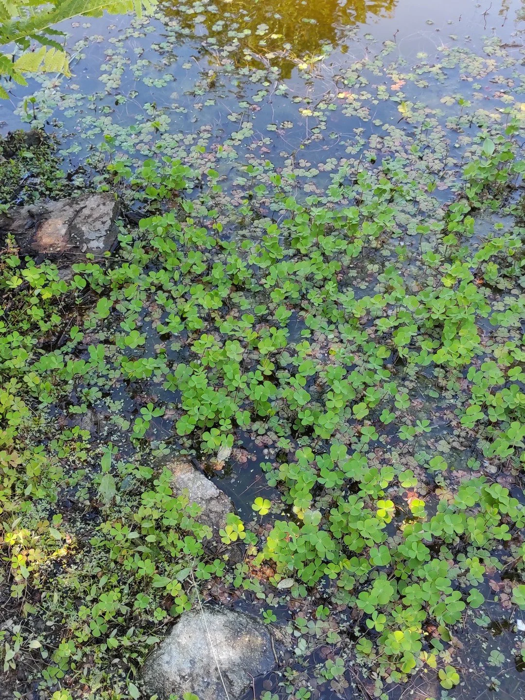 Marsilea quadrifolia
