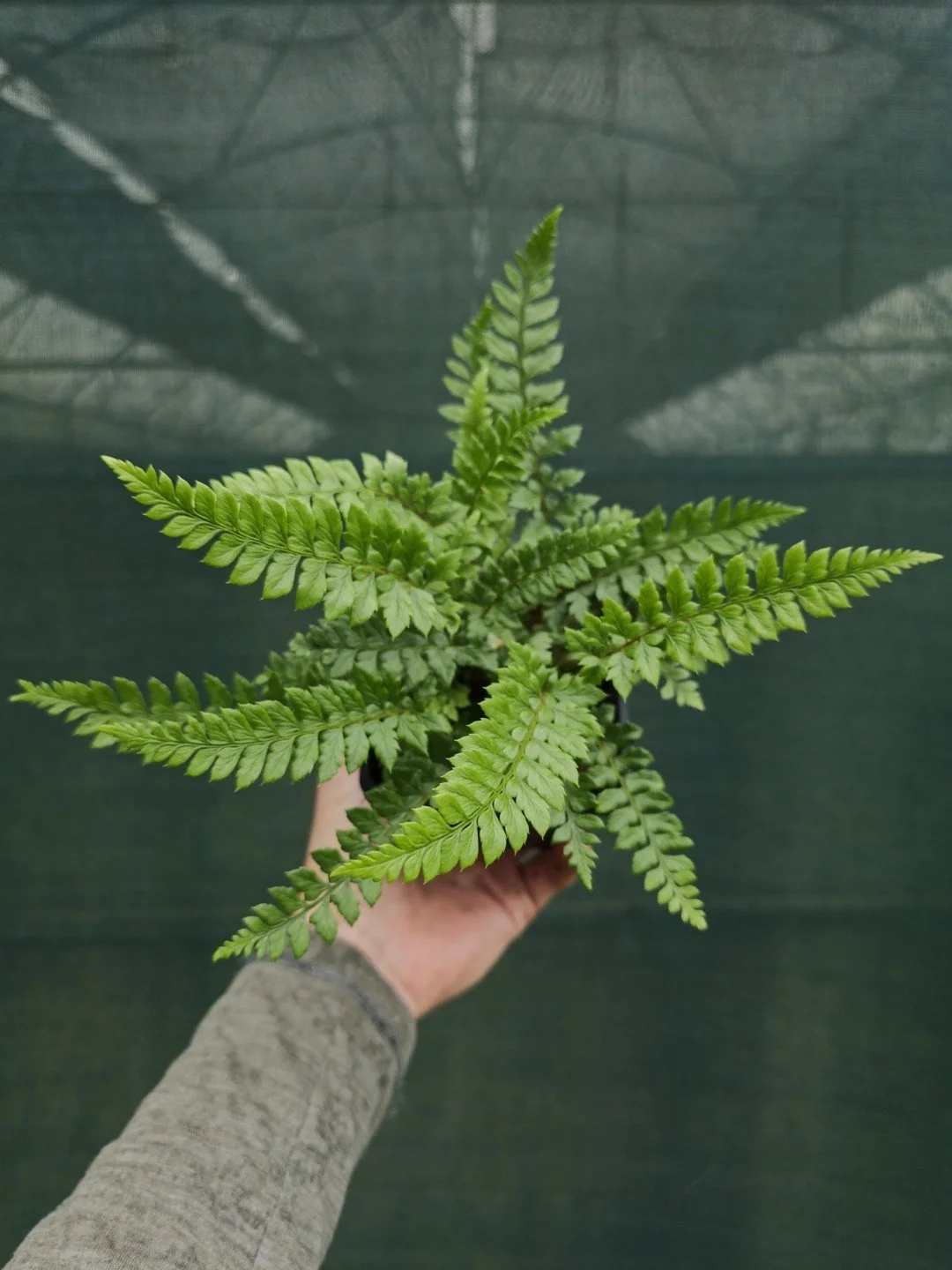 Polystichum neolobatum-Godet de 9 cm-001.jpg