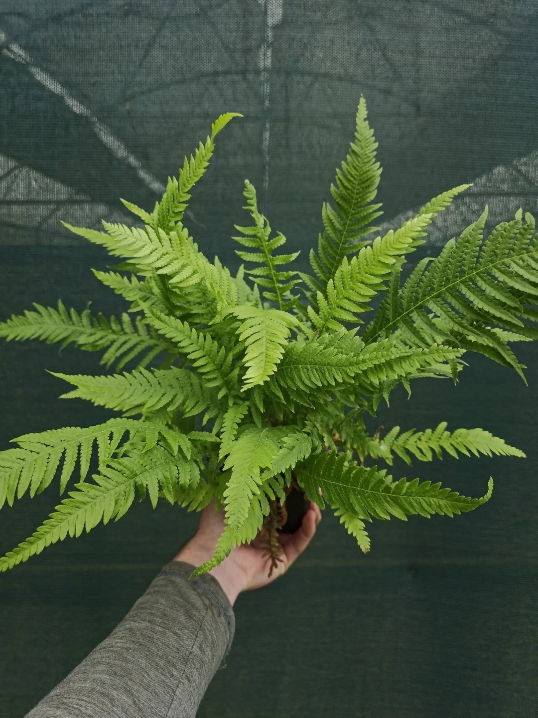 Phegopteris decursive-pinnata