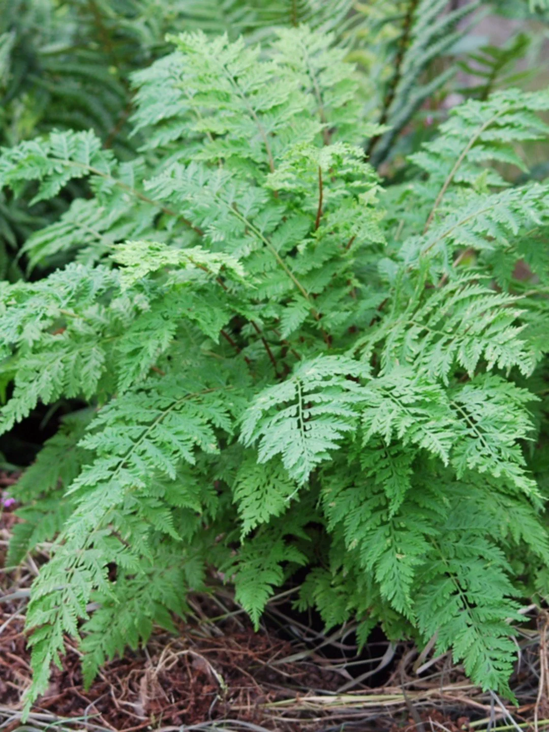 Athyrium filix-femina 'Vernoniae'