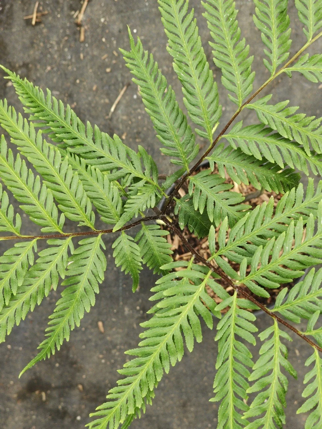 Pteris wallichiana-Détail-001.jpg