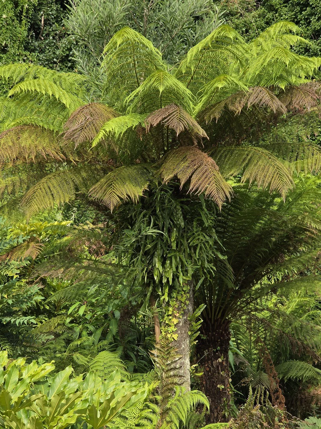 Dicksonia antarctica