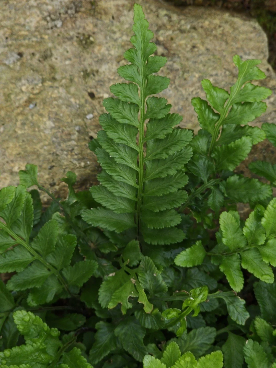 Asplenium marinum-Détail-001.jpg
