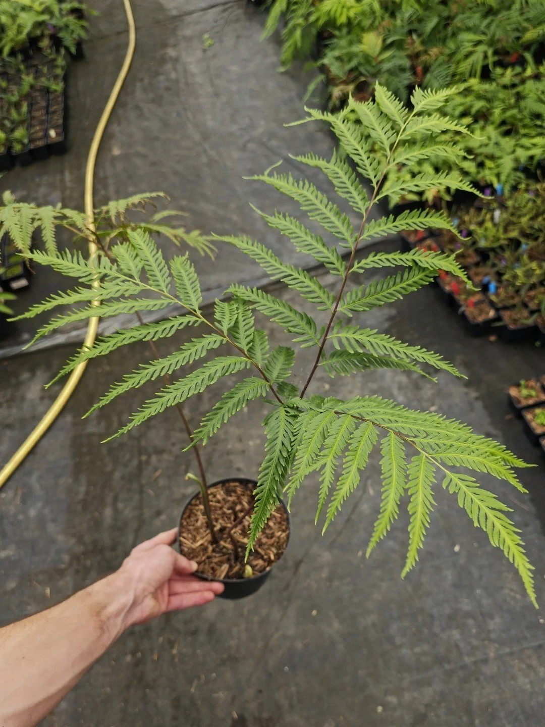 Pteris wallichiana-Pot de 1,5 litre-001.jpg