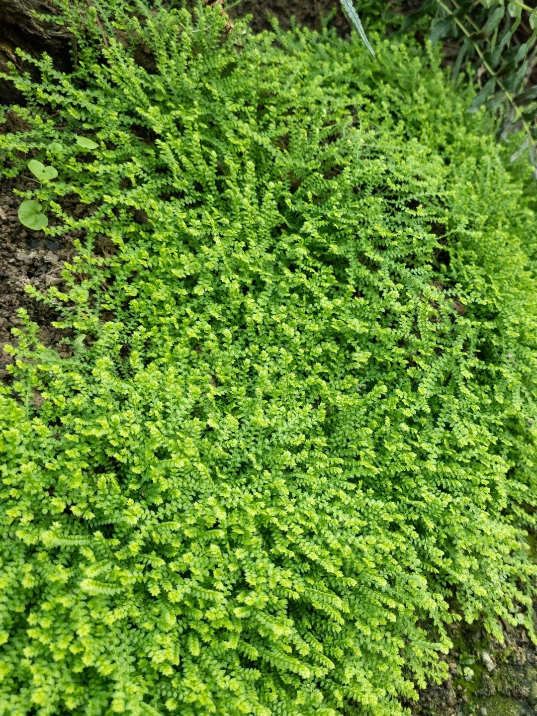 Selaginella helvetica