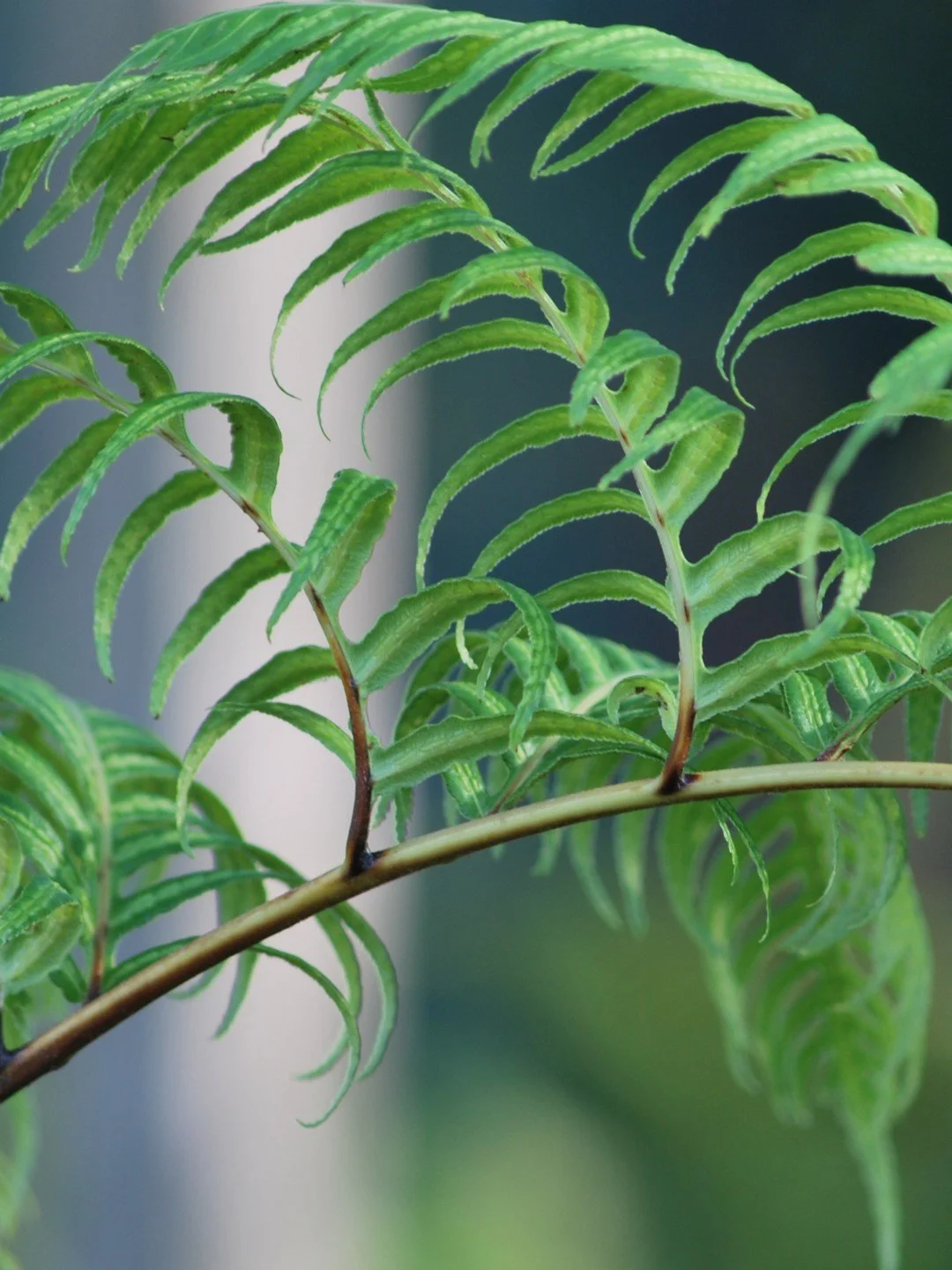 Woodwardia radicans-Détail-002.JPG