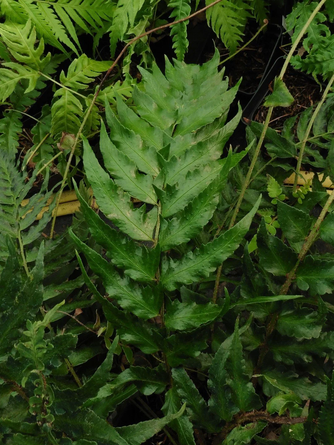 Polystichum lepidocaulon-Détail-002.JPG