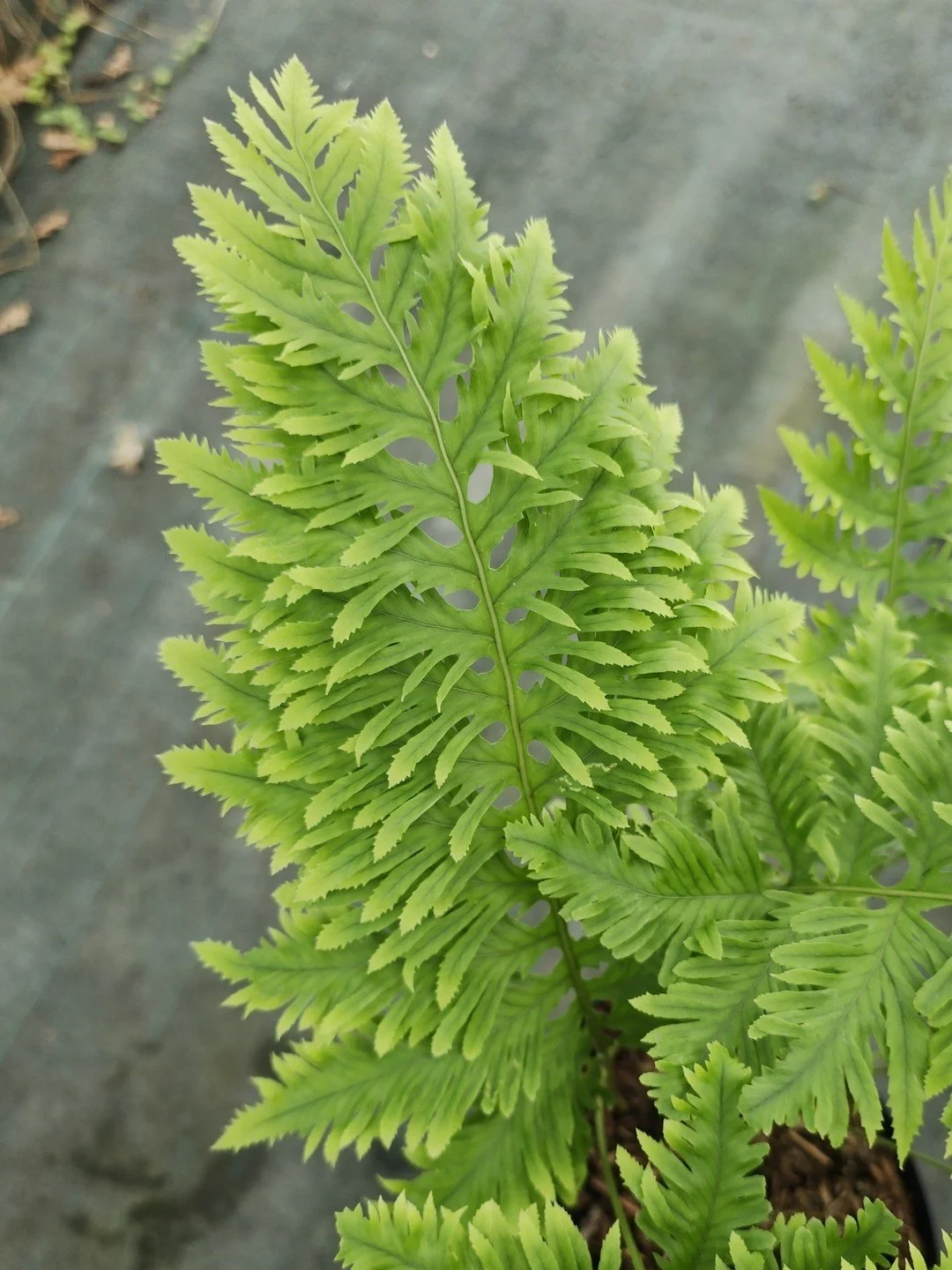 Polypodium cambricum 'Cambrian Richard Kayse'