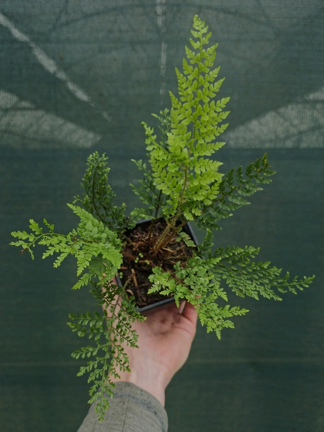 Polystichum setiferum Tripinnatum Group-Godet de 9 cm-001.jpg