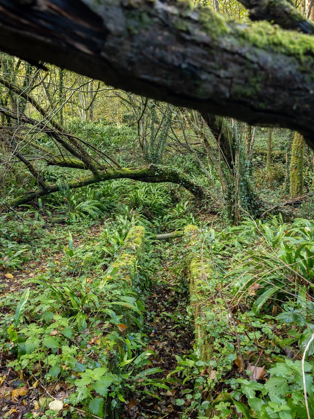 Asplenium scolopendrium-Habitat-003.jpg