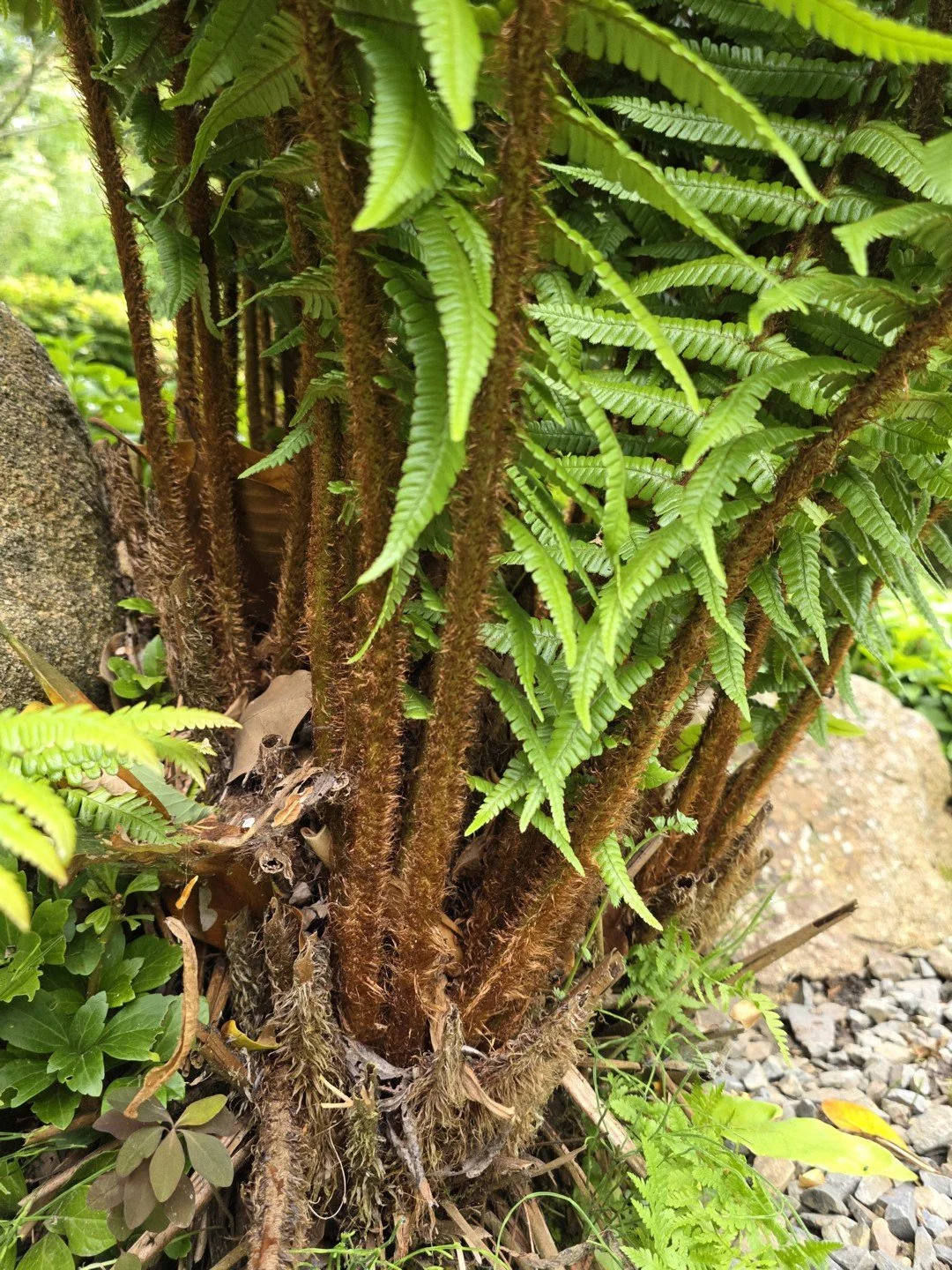 Dryopteris wallichiana-Détail-003.jpg