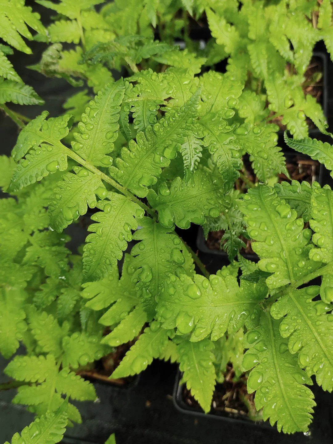 Pentarhizidium orientale