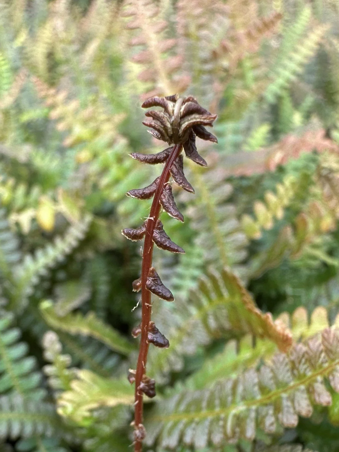 Austroblechnum penna-marina subsp. alpina-Détail-001.jpg