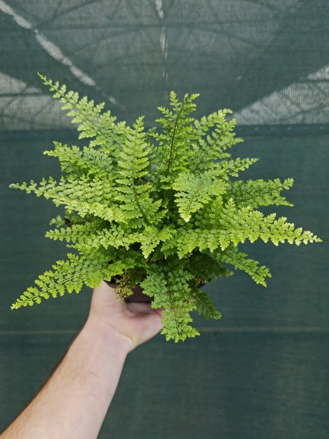 Polystichum setiferum 'Plumosum Densum'-Pot de 1 litre-001.jpg