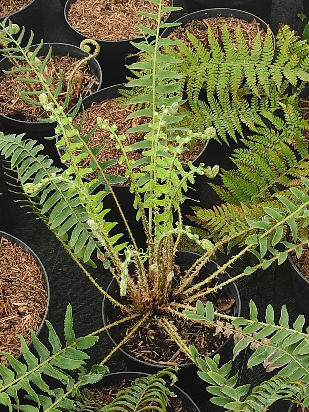 Polystichum acrostichoides