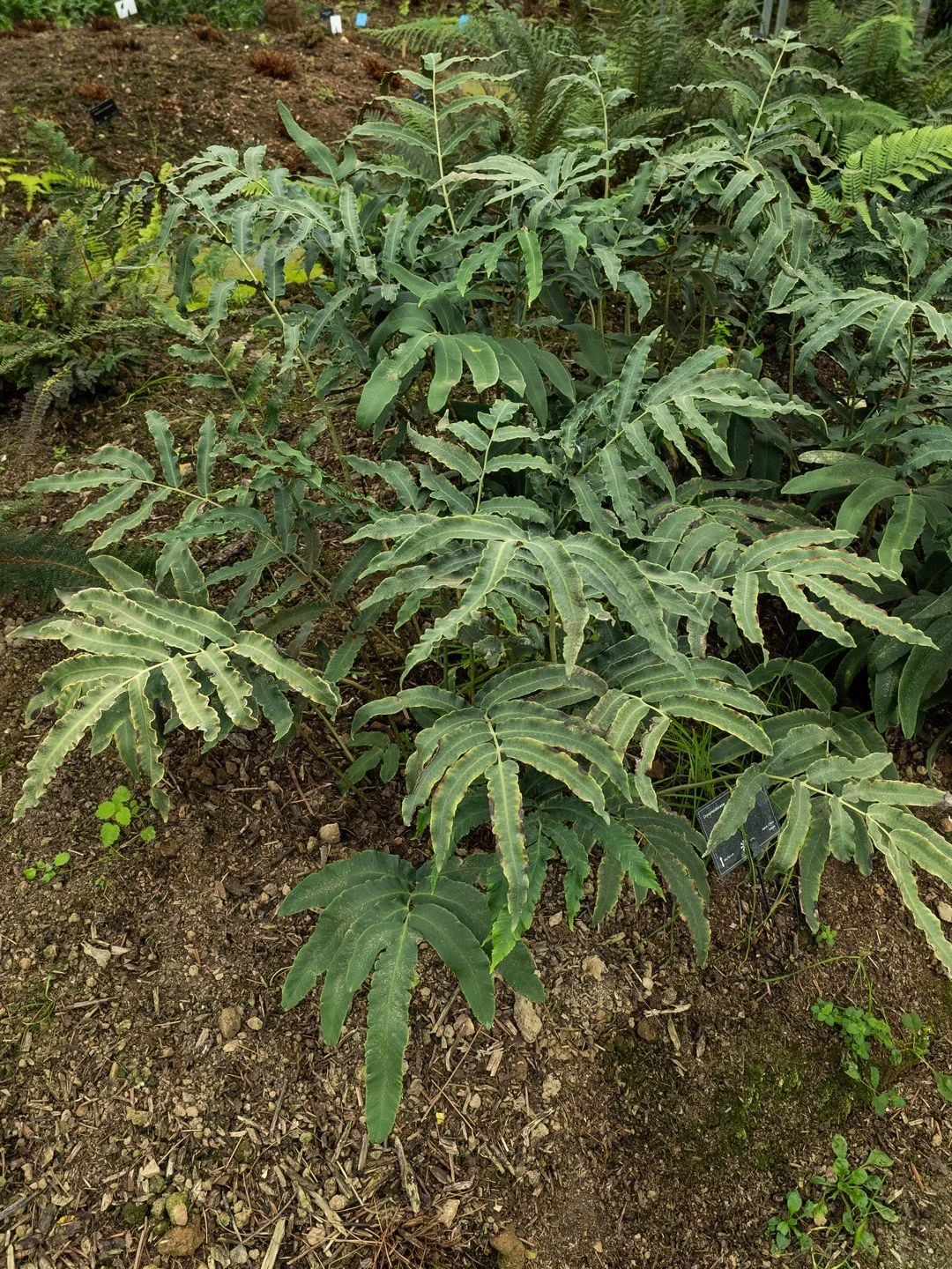Dryopteris sieboldii