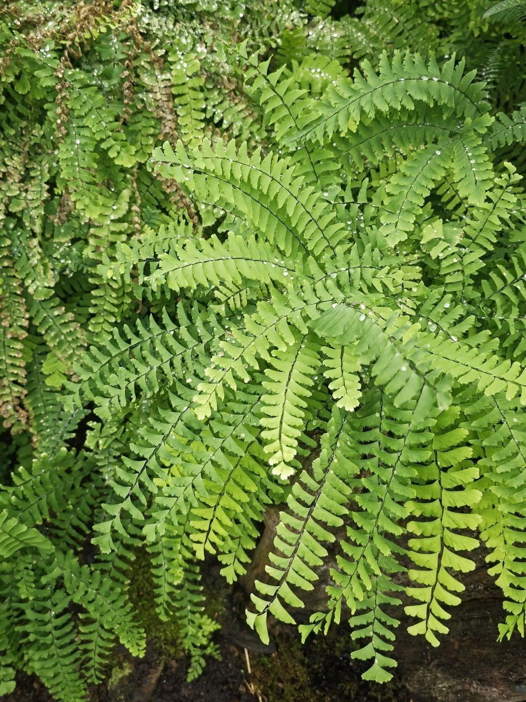 Adiantum aleuticum