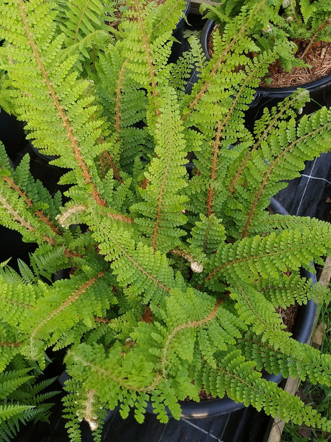 Polystichum setiferum 'Nantes'