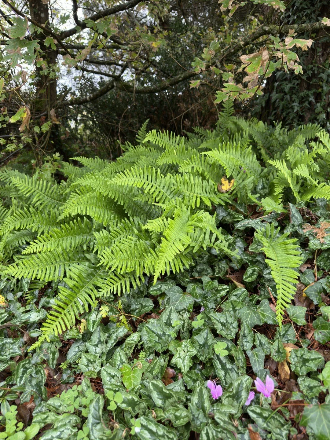 Polypodium × shivasiae