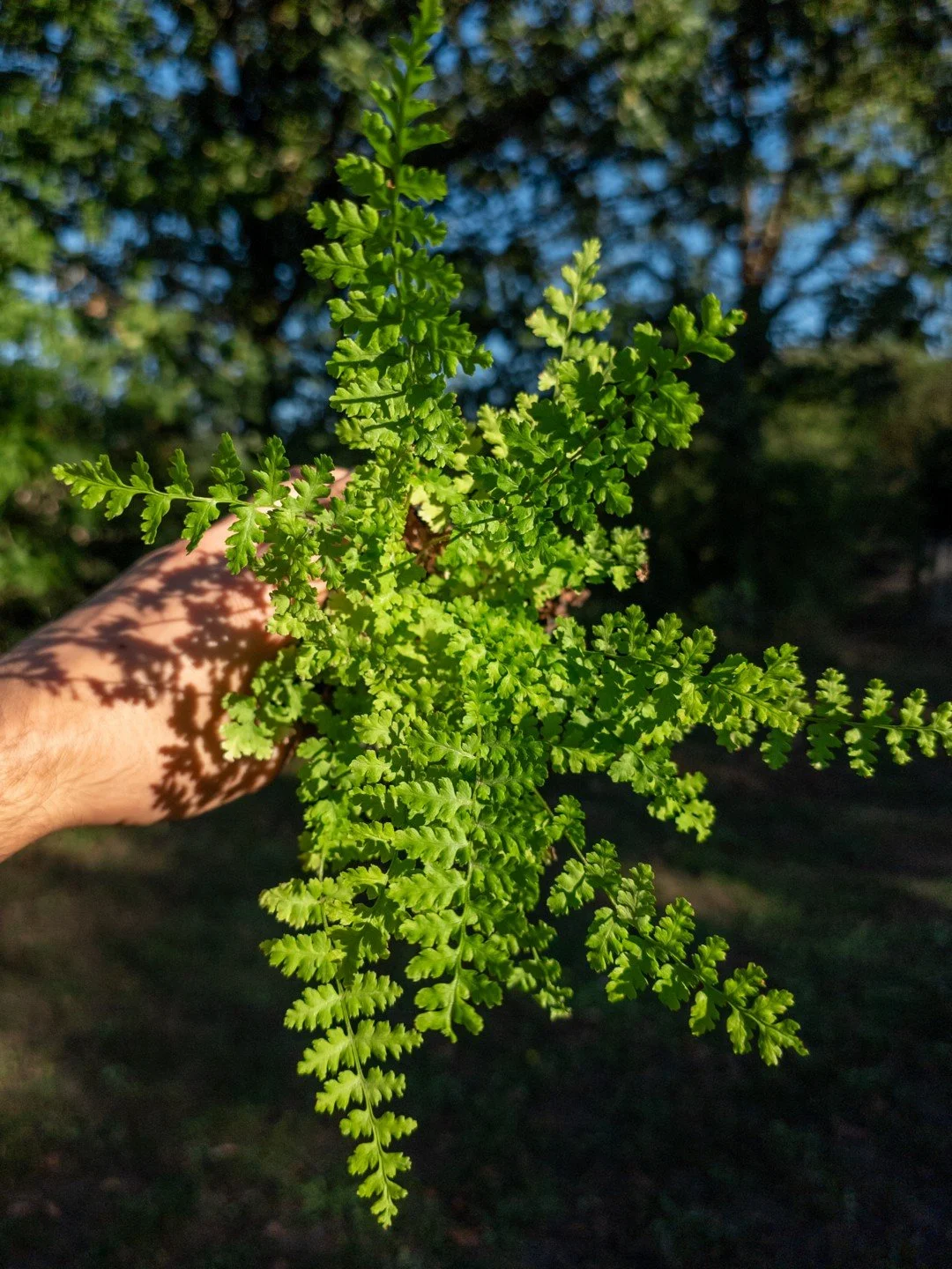 Dryopteris filix-mas 'Barnesii'