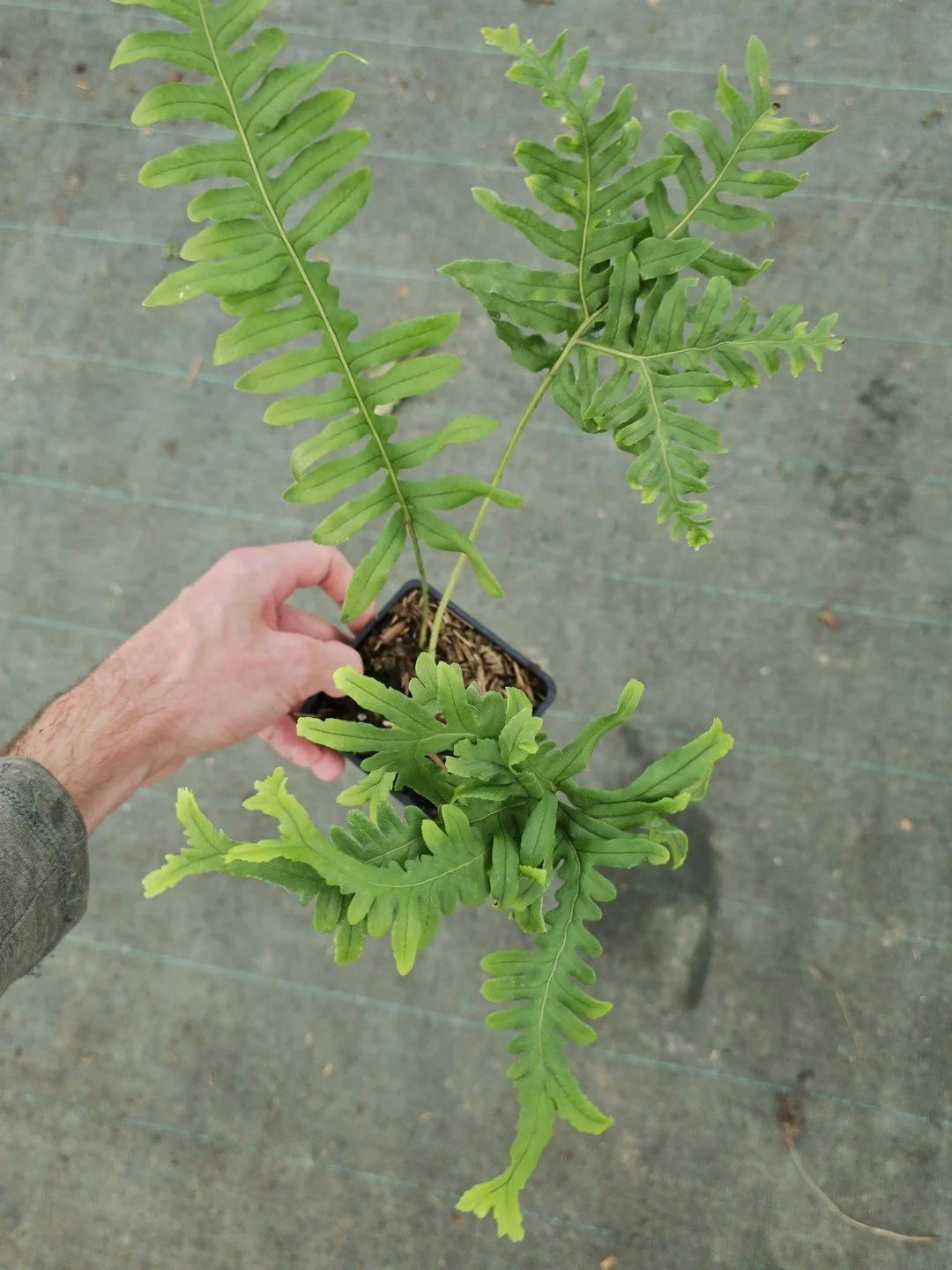 Polypodium interjectum 'Glomeratum Mullins'