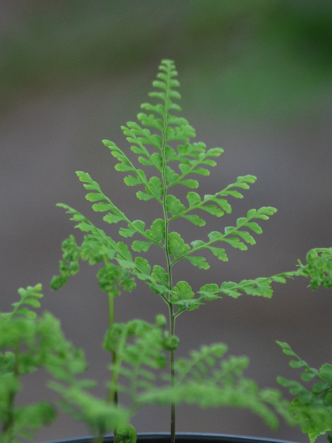 Cystopteris moupinensis-Détail-001.jpg