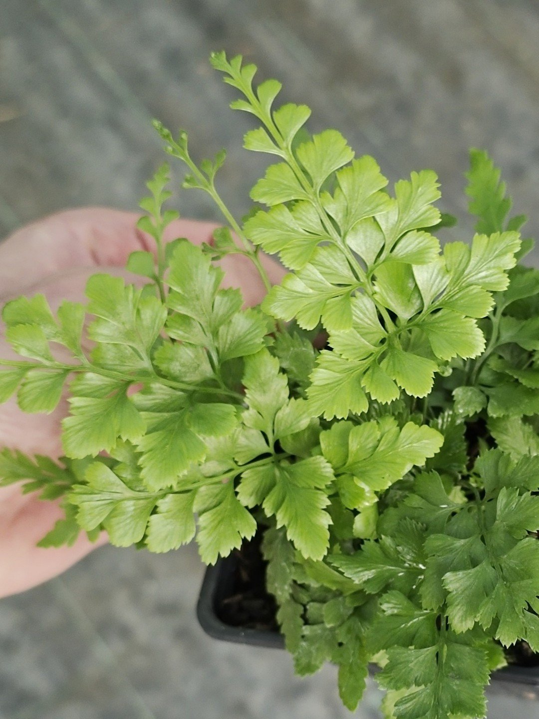 Asplenium adiantum-nigrum-Détail-001.jpg