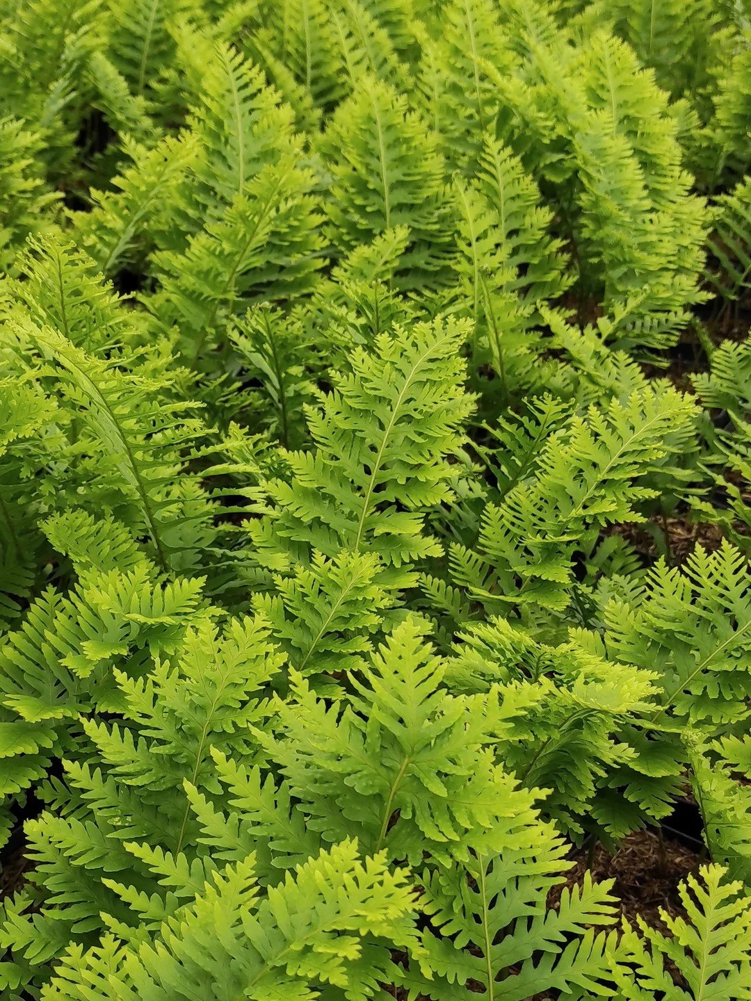 Polypodium cambricum 'Pulcherrimum Addison'