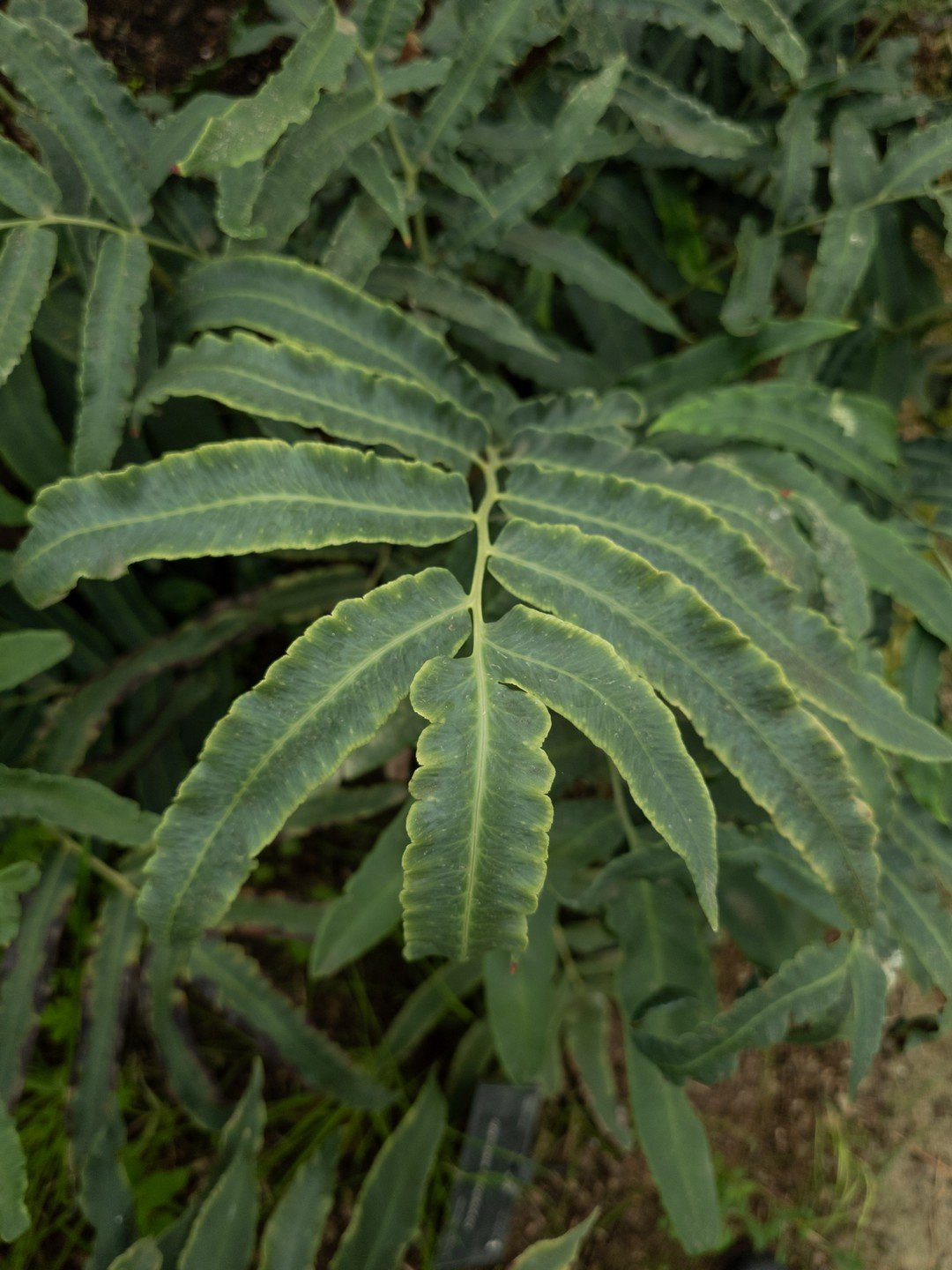 Dryopteris sieboldii-Détail-001.jpg