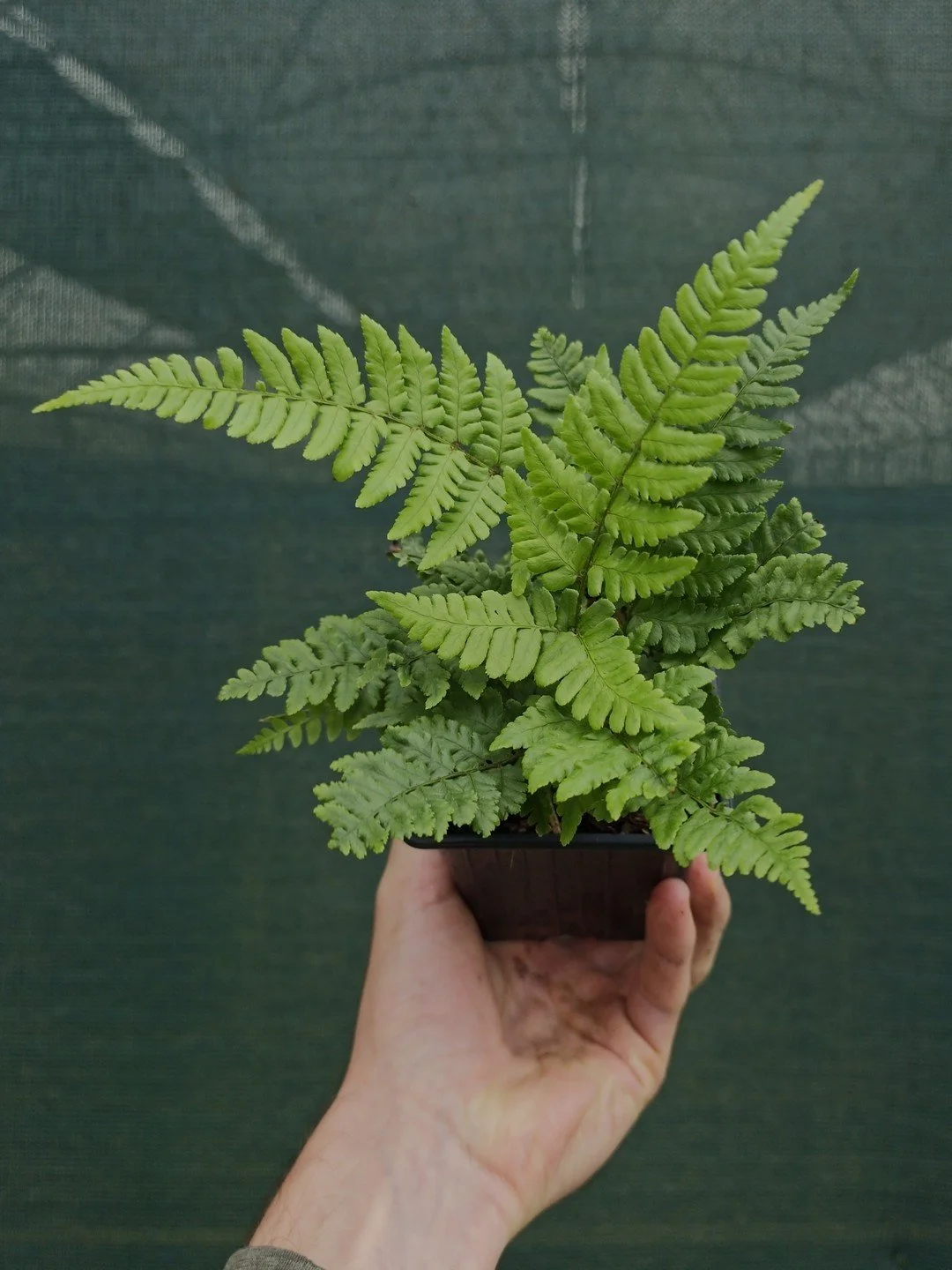 Dryopteris championii-Godet de 9 cm-001.jpg