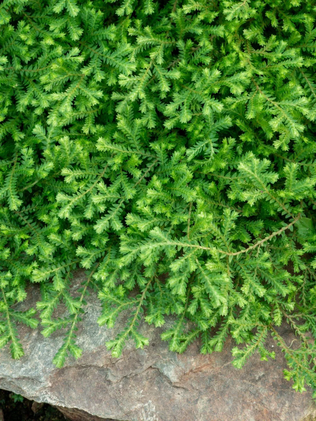 Selaginella kraussiana-Détail-003.jpg