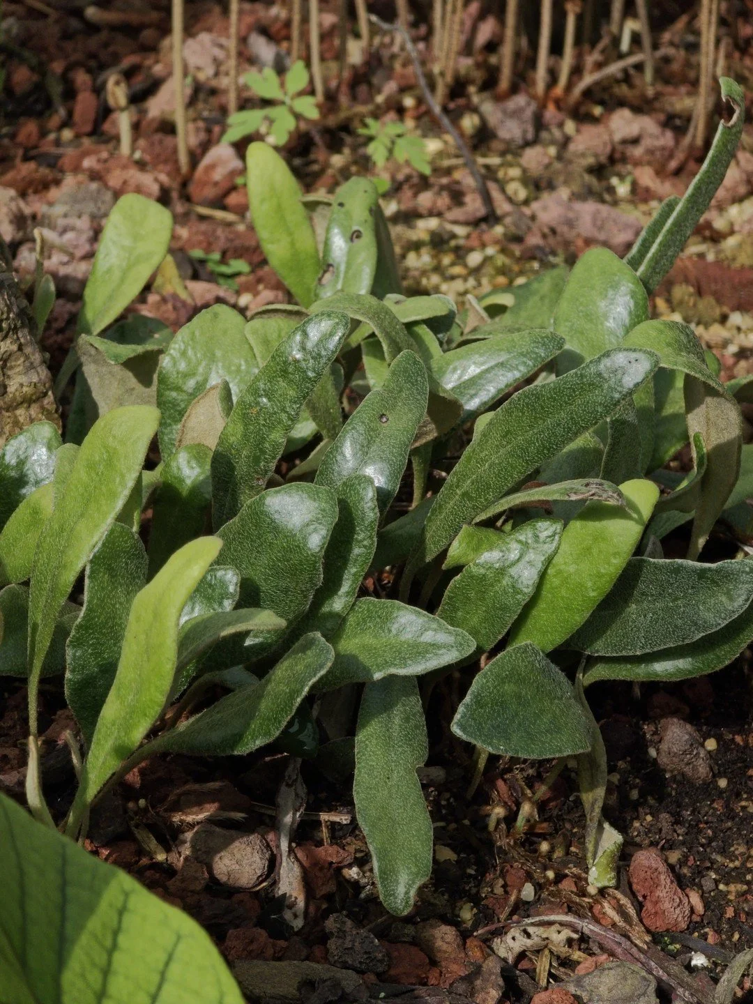 Pyrrosia eleagnifolia