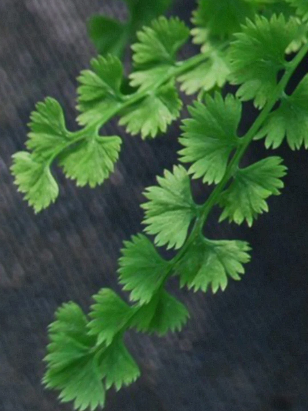 Athyrium filix-femina 'Frizelliae'-Détail-002.jpg