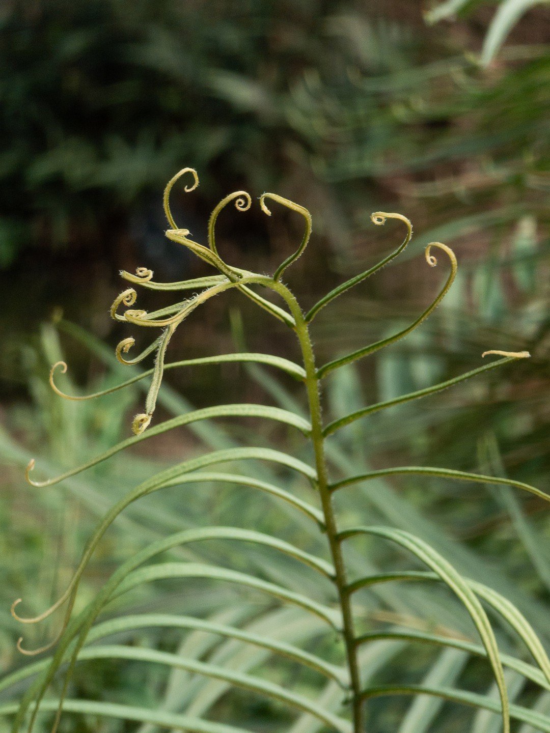 Pteris vittata-Détail-001.jpg