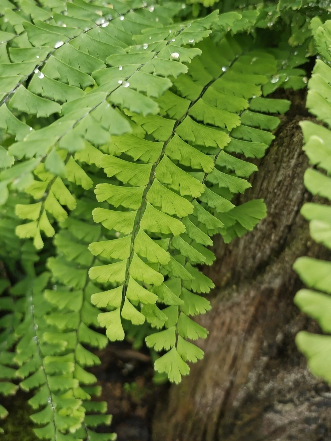 Adiantum aleuticum-Détail-001.jpg