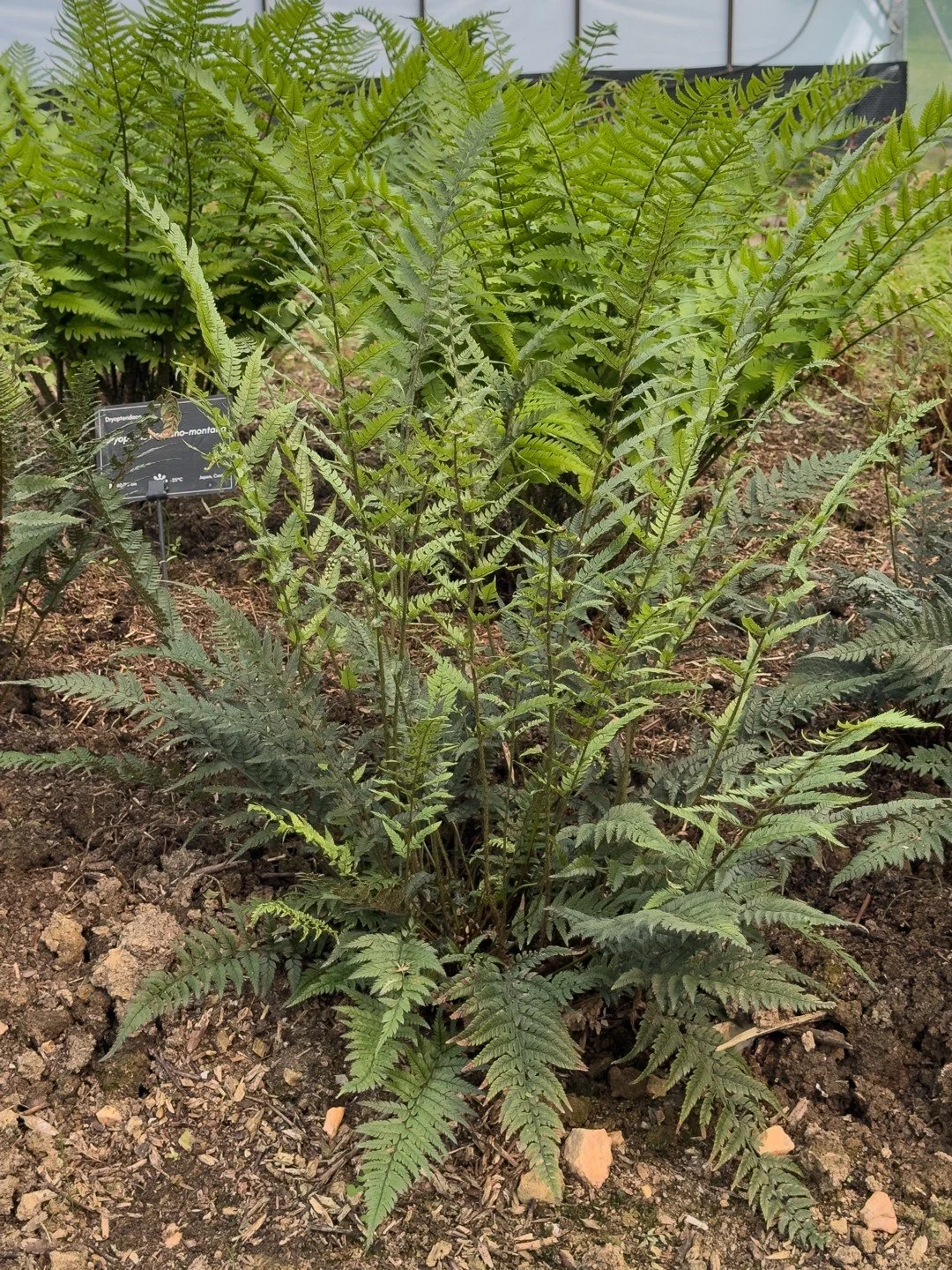 Polystichum luctuosum (forme asiatique)