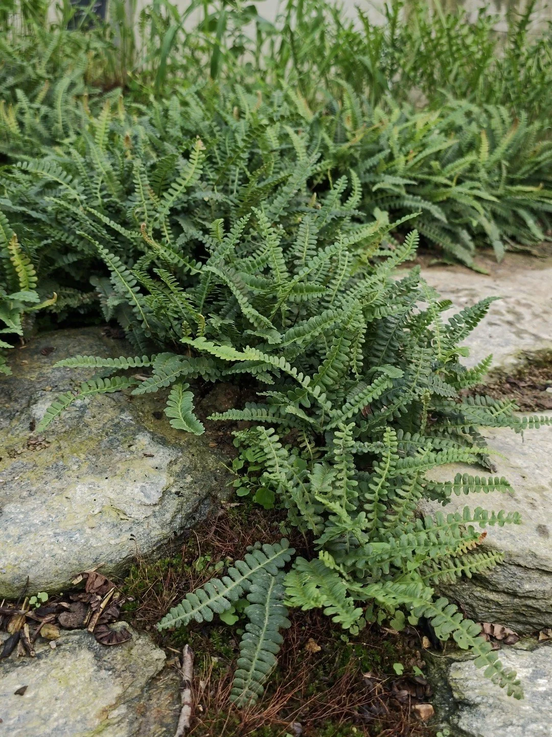 Austroblechnum penna-marina