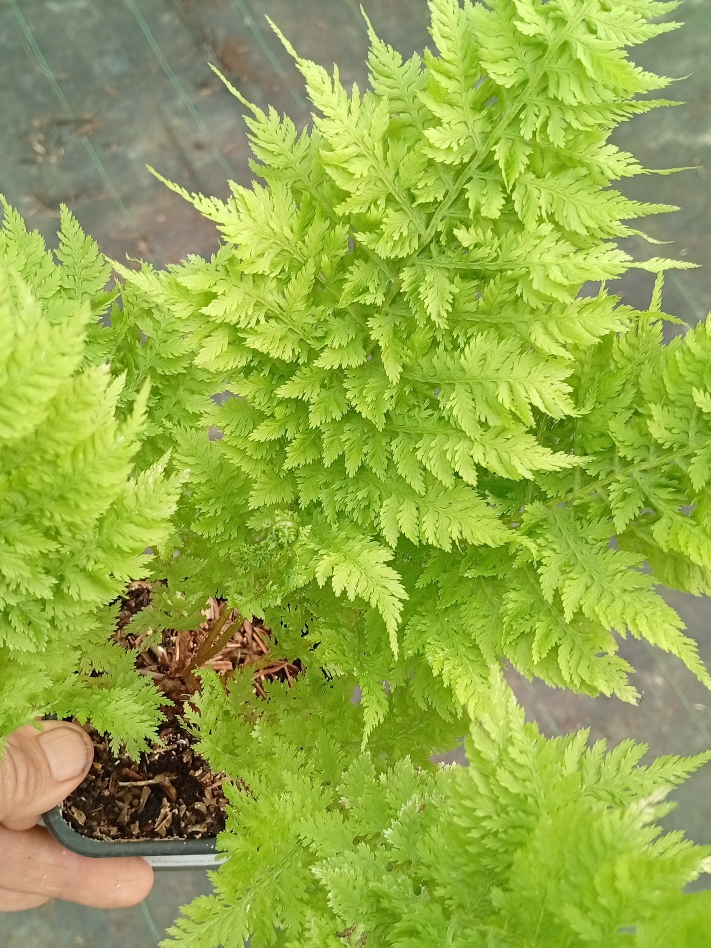Athyrium filix-femina 'Congestum'-Godet de 9 cm-001.jpg