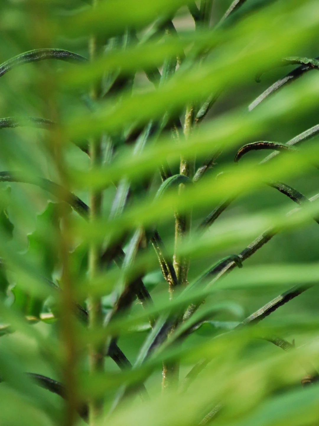 Parablechnum cordatum-Détail-001.JPG