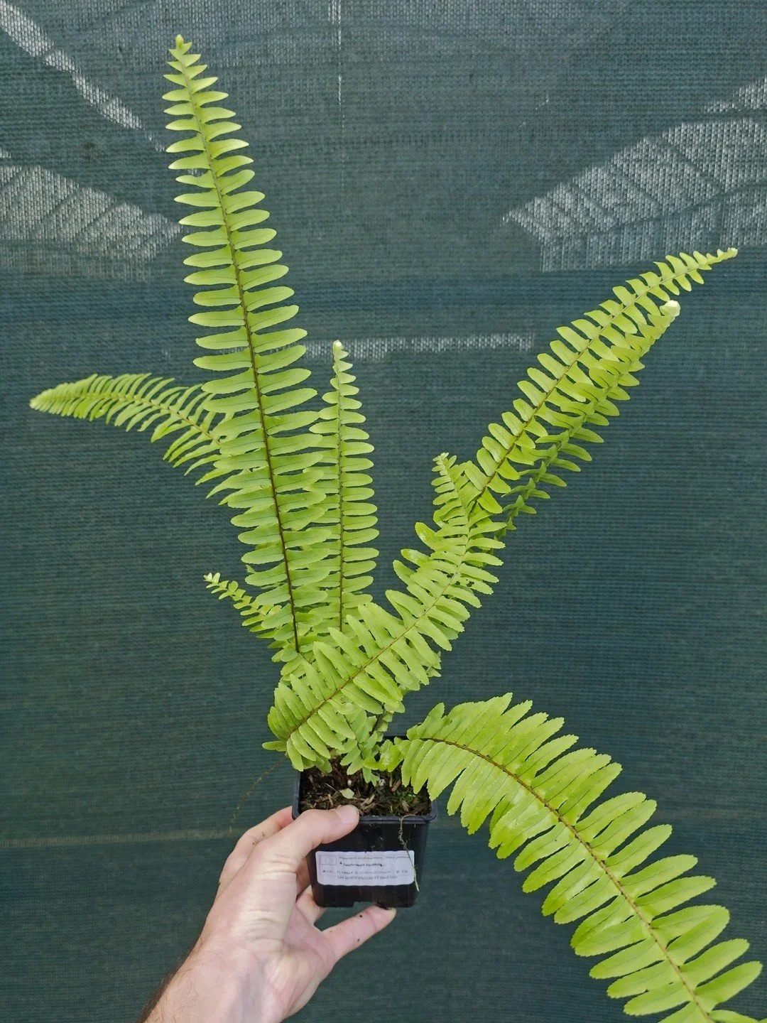 Nephrolepis cordifolia