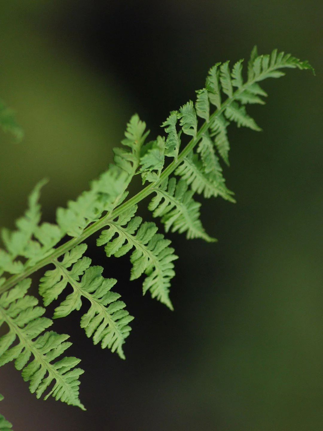 Athyrium filix-femina 'Vernoniae'-Détail-002.JPG